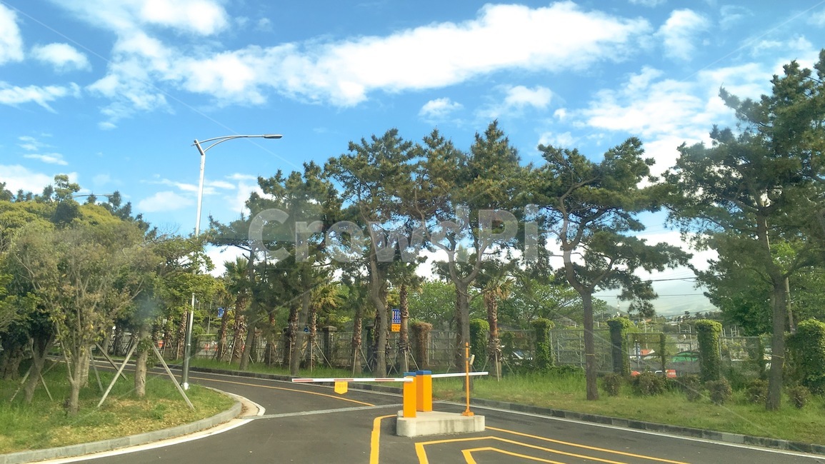 자연,풍경,제주도,도로,나무,나무사진,구름,하늘,푸른하늘,맑음