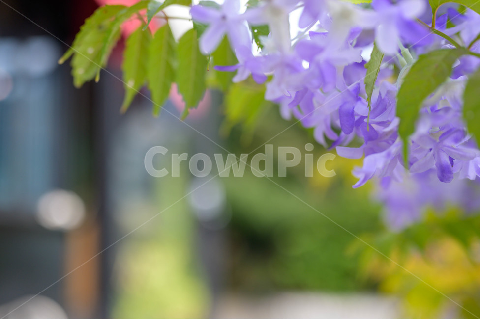 plant,식물,꽃,flower,blossom