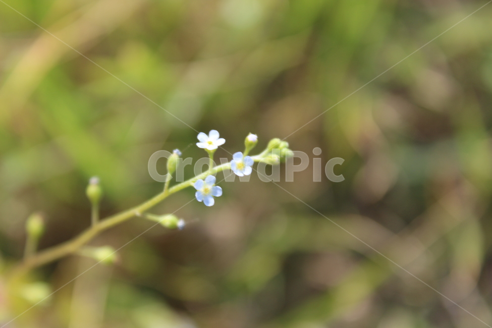 야생화,들꽃,들에핀꽃,야생에핀꽃,작은꽃,근접촬영,식물,자연,plants,nature,꽃,flower