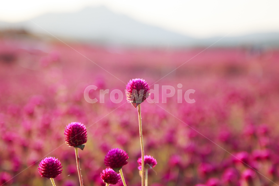 천일홍,나리공원,석양,양주,꽃밭,들판,벌판,풍경,경치,꽃,아름다운,공원,야외,자주색,붉은,녹색,만개풀,식물,따뜻한,가을,노을,선셋,오후,자연,식물,자연,plants,nature,꽃,flower,색깔,색상,색채,색감,color sense,color sensitivity,feeling of color