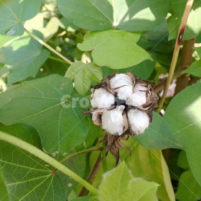 목화,식물,자연,nature,cotton,plants
