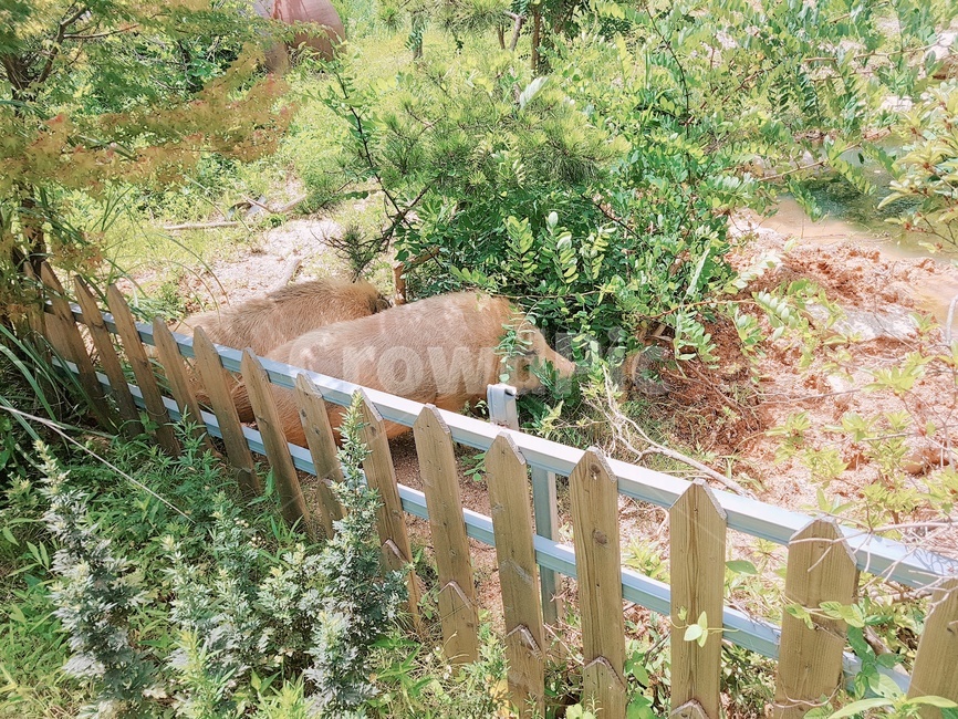 돼지,농장,울타리,풀,대지,자연,풍경,nature,landscape,animal,동물,mammal,포유류,sheep,양