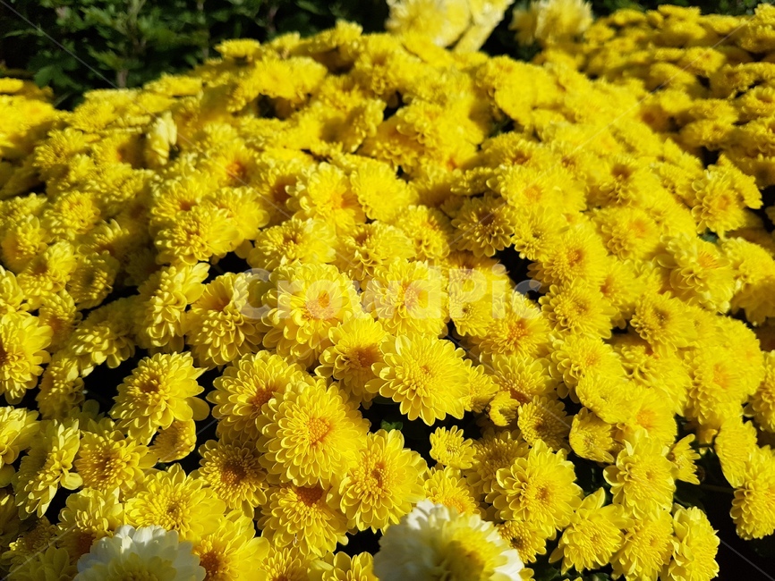 국화,꽃,가을,국화꽃,가을꽃,식물,자연,plants,nature,꽃,flower