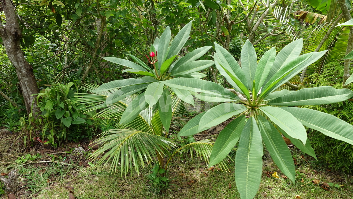 green,초록,plant,식물,자연,nature