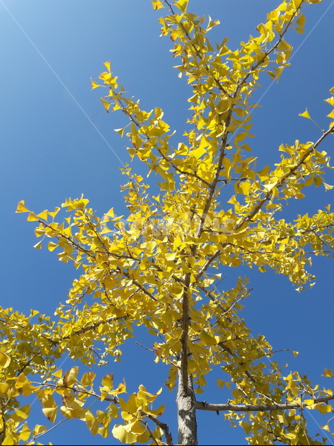 은행잎,ginkgoleaf,은행나무,tree,maidenhairtree,잎,노란,yellow,ieaf,ginkgo,fall,가을,식물,plant,나무,가을,계절,fall,autumn,season,식물,자연,plants,nature,나무,trees,wood