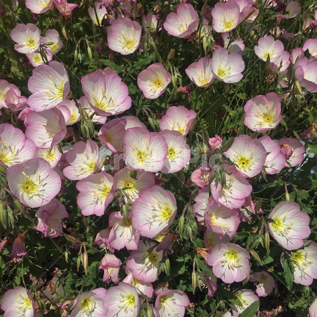 꽃,flower,달맞이꽃,식물,봄,blossom,여름,화사한꽃,보라색꽃