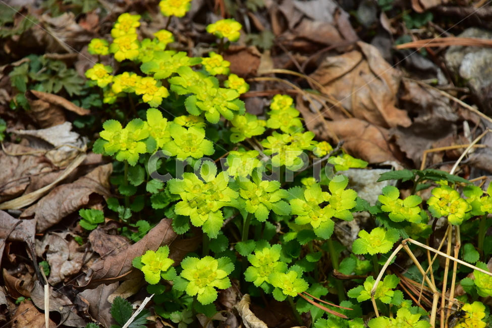 선괭이눈,야생화,봄,꽃,풀꽃,자연,식물,식생,plants,nature,spring,season,flower