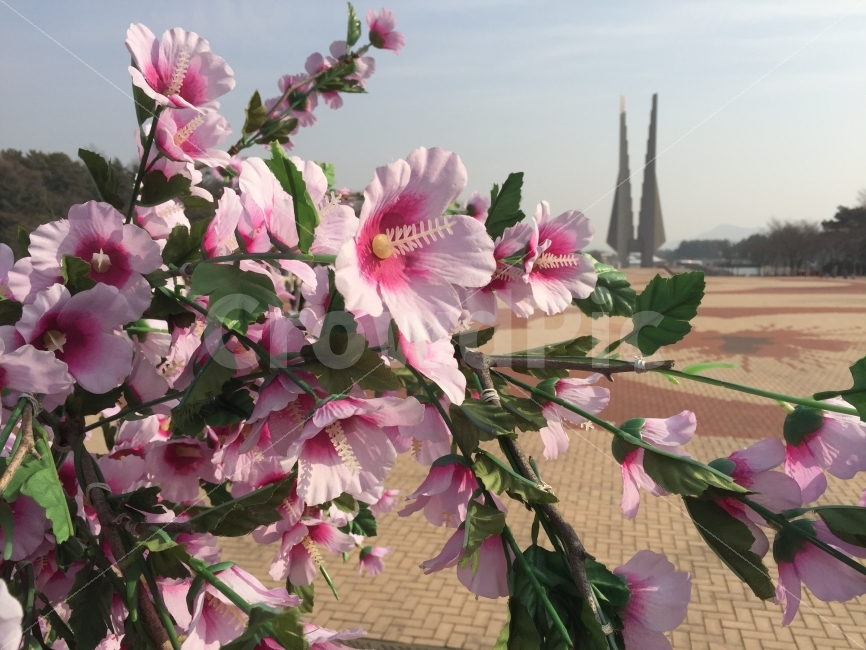 독립기념관,무궁화,꽃,무궁화사진,독립기념관전경,식물,자연,plants,nature,꽃,flower