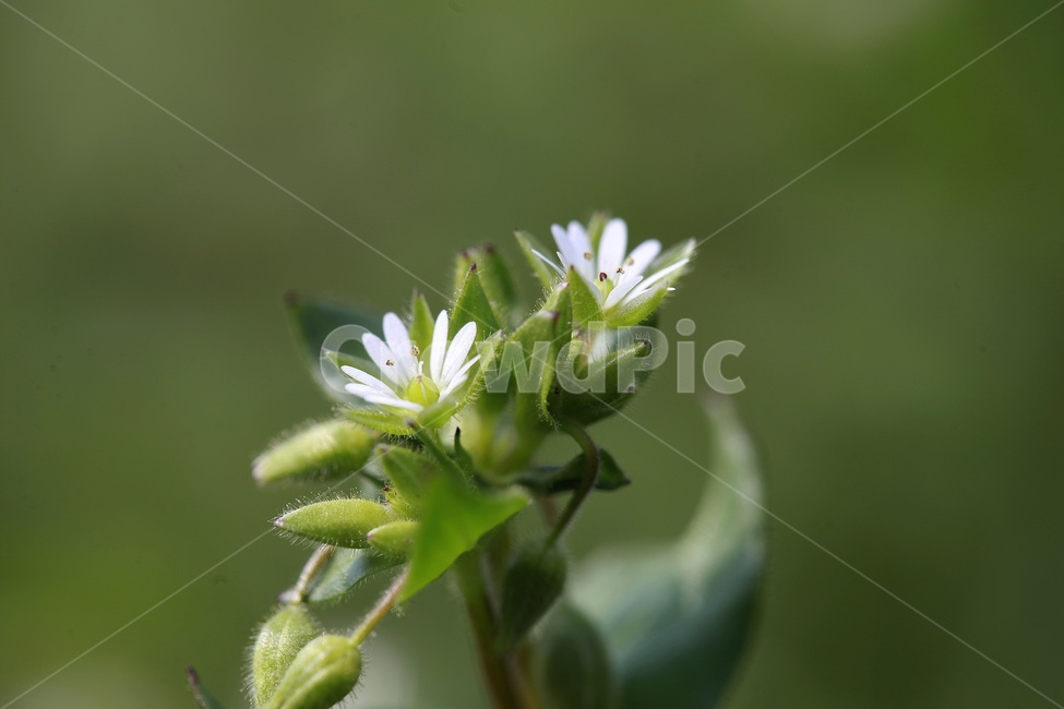 흰꽃,작은꽃,봄꽃,식물,초록,식물,자연,plants,nature,꽃,flower