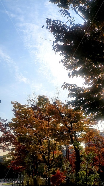 가을하늘,구름,단풍,나무,나무줄기,자연,풍경,nature,landscape