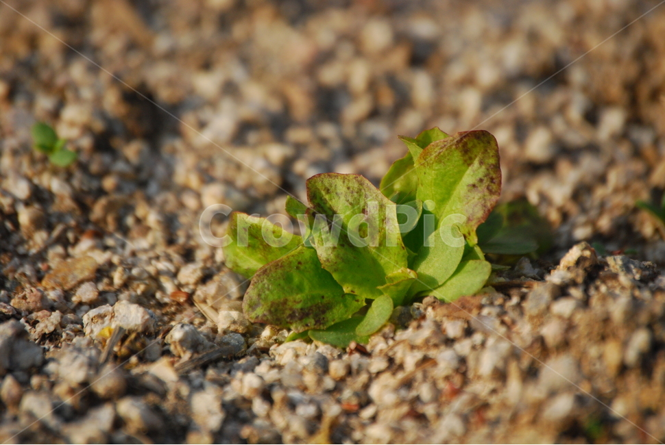 화단,봄,새싹,상추,소망,시작,희망,행복,일상,봄,계절,spring,season,식물,자연,plants,nature,gravel,자갈,dirt road,흙길,road,도로,plant,leaf,잎