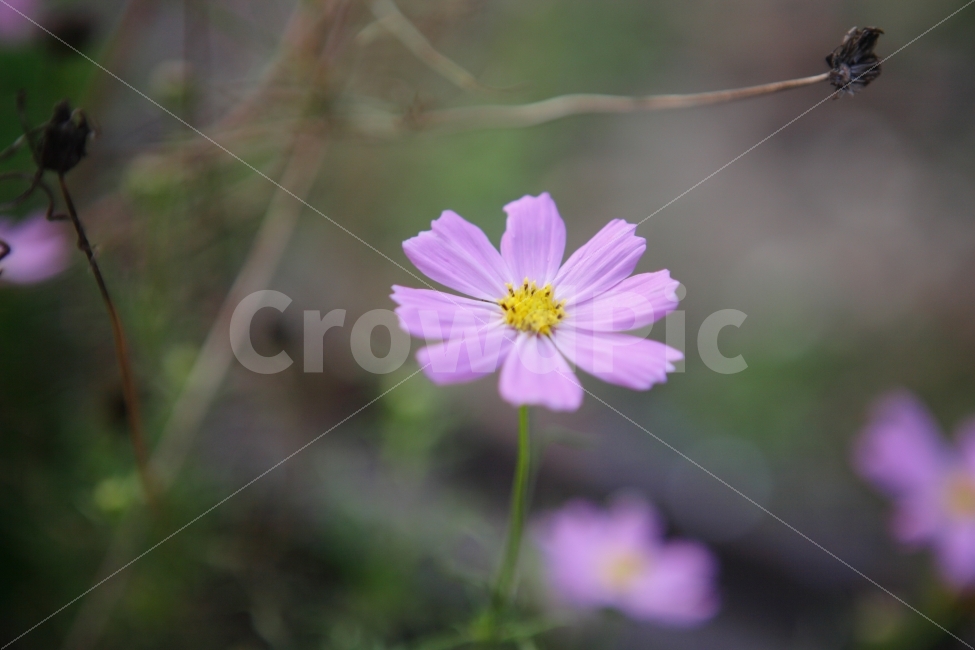 코스모스,꽃,가을,가을꽃,감성,느낌,생각,사랑,분홍,보케,식물,자연,plants,nature,가을,계절,fall,autumn,season,꽃,flower,plant