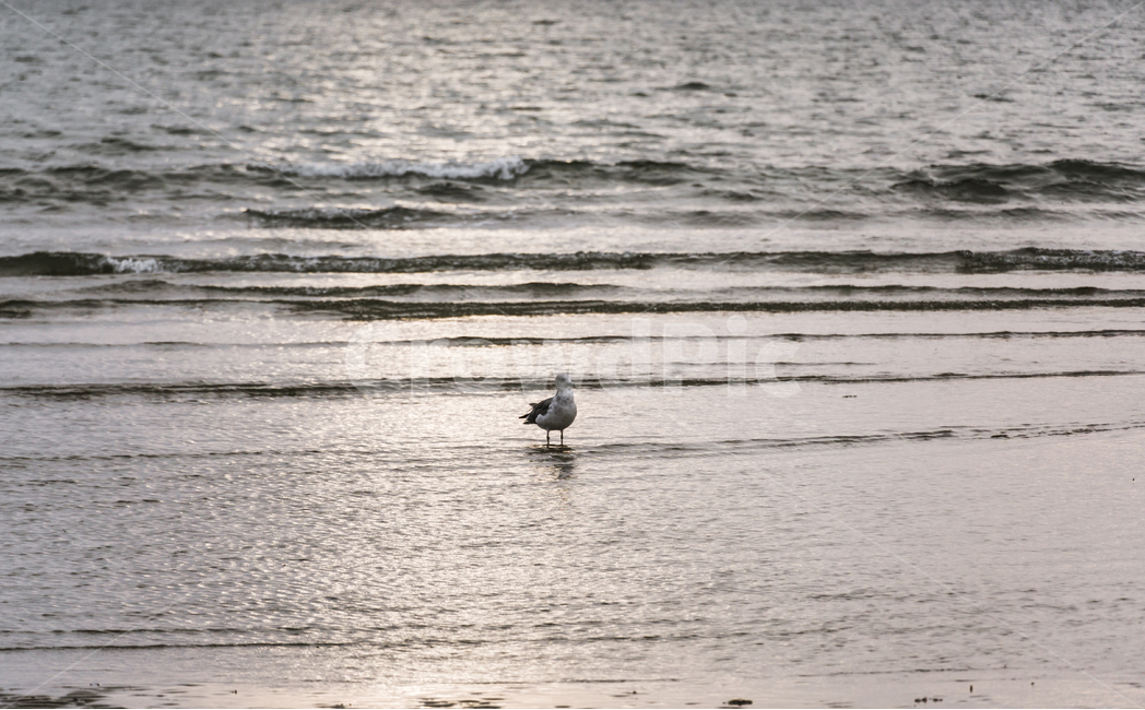 해변,갈매기,서해,태안해변,간조,bird,outdoors,바다,새,동물,animal,조류,새,birds