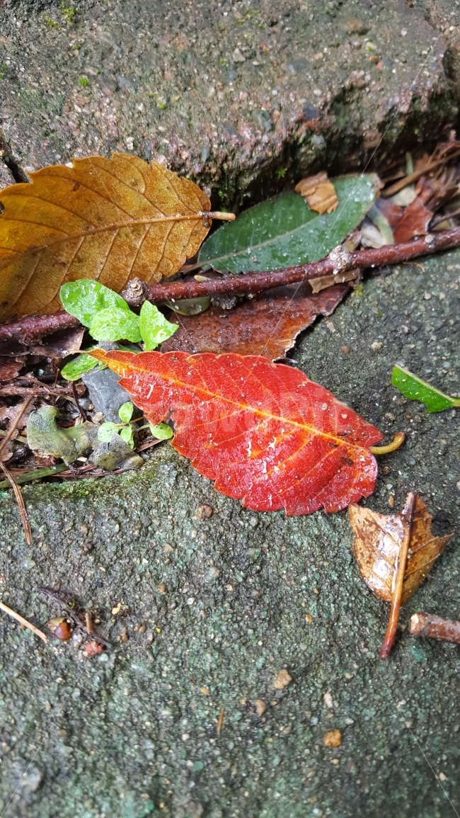 낙엽,가을색,가을,비그침,비온후,자연색,천연컬러,칼라,가을,계절,fall,autumn,season,leaf,잎,plant,식물
