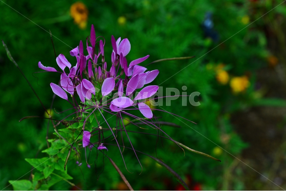 leaf,잎,plant,식물,blossom,flower,꽃,풍접초,풍접초꽃
