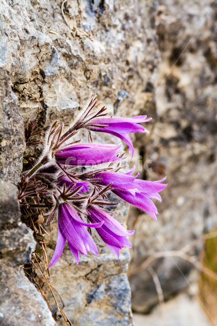 봄,꽃,동강할미꽃,동강,강,식물,자연,할미꽃,바위,식물,자연,plants,nature,꽃,flower