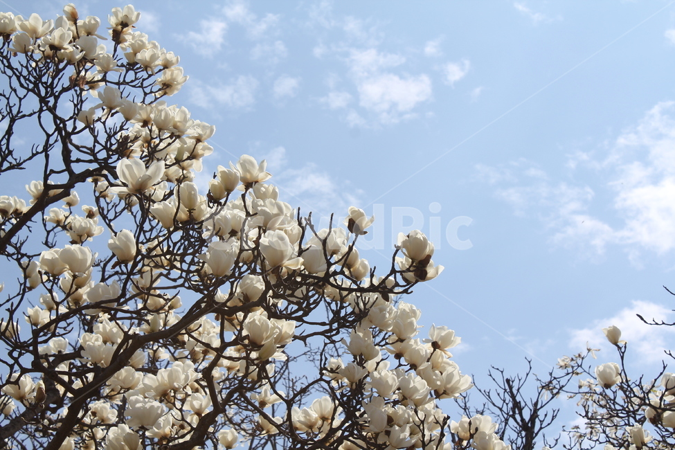 풍경,자연,벚꽃,봄,경치,꽃나무,봄꽃,봄,계절,spring,season,식물,자연,plants,nature,꽃,flower