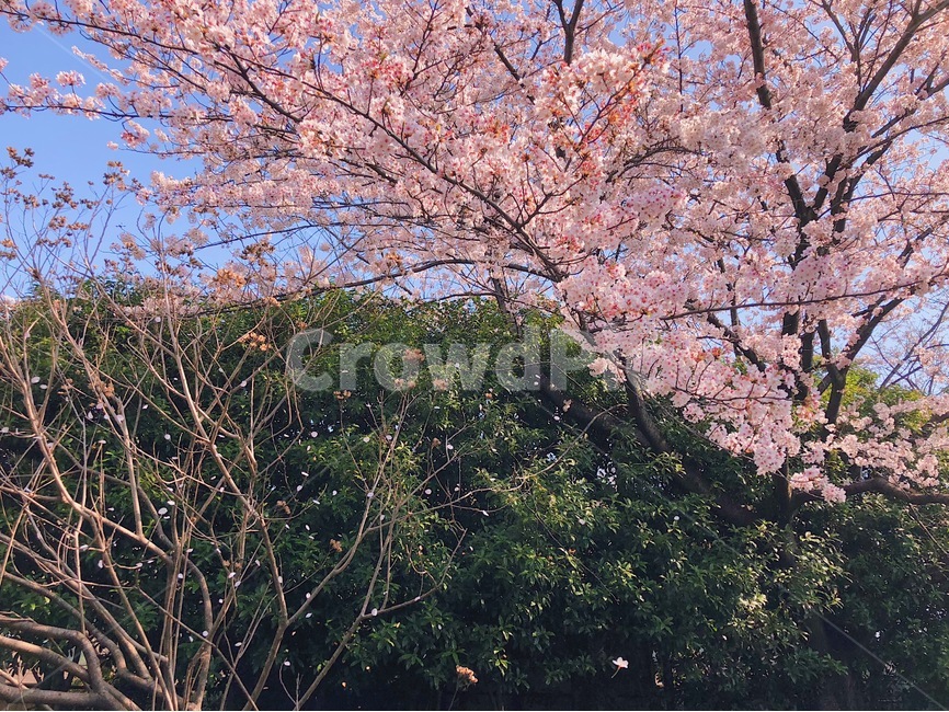 벚꽃,꽃,벚꽃축제,3월,도쿄,나카메구로,핑크,핑크색,흝날리는,벚꽃잎,plant,식물