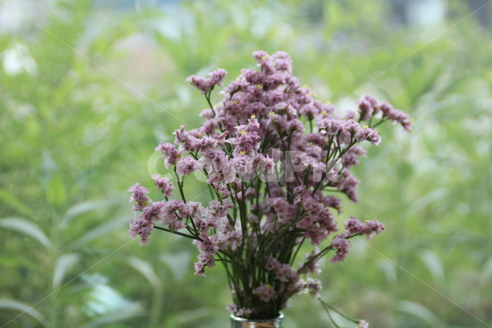 플로라,꽃,향기,카페,전주,flora,flower,fragrance,aroma,cafe,jeonju,식물,자연,plants,nature,꽃,flower