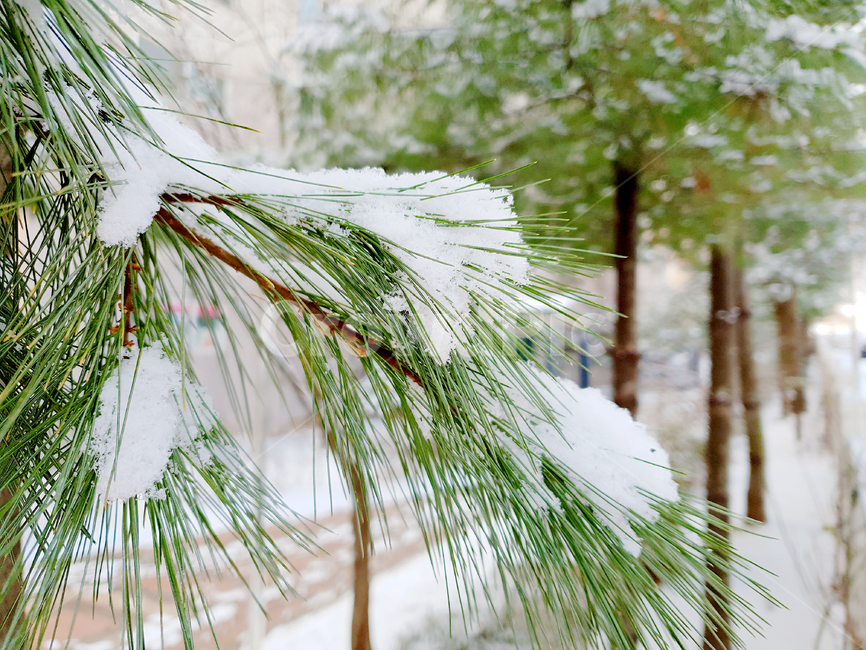 눈,겨울,한겨울,눈꽃,snow,도시,아파트,계절,season,나무,한국,winter