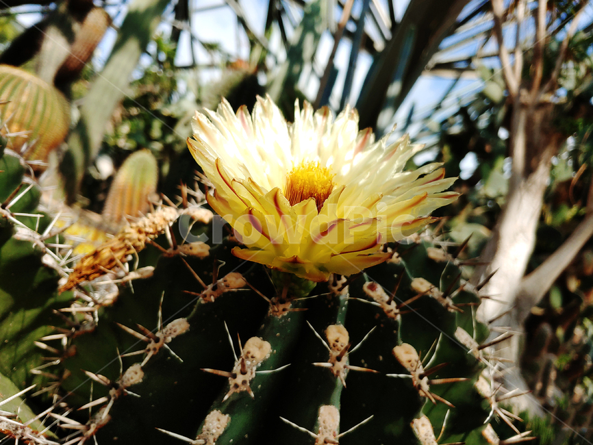 plant,식물,선인장,꽃,선인장꽃,식물원,숲,노란꽃