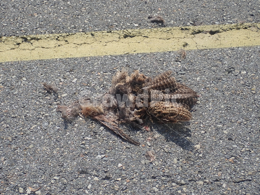 로드킬,조류,황조롱이,노상상해,roadkill