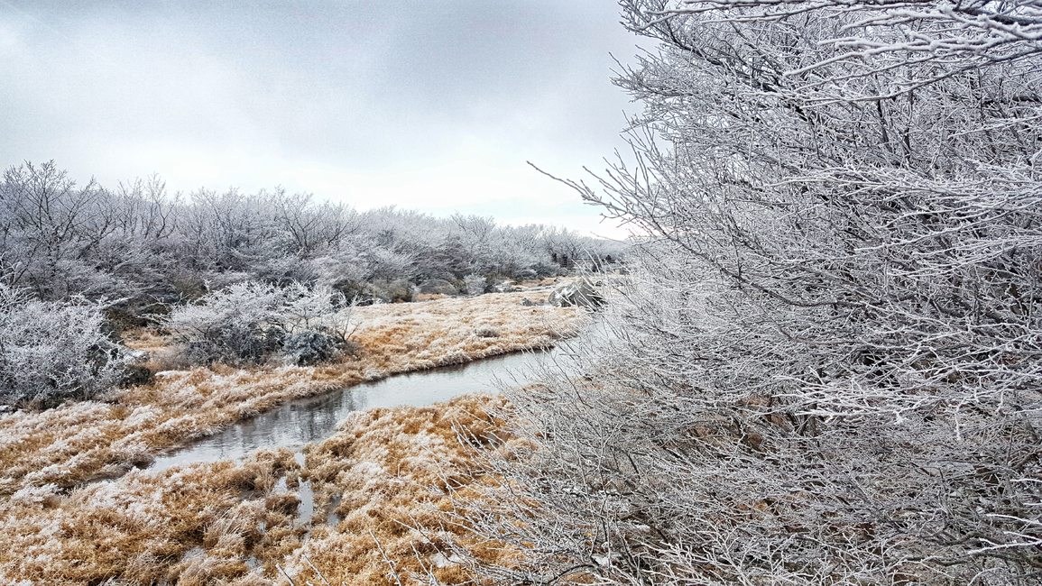 제주도,한라산,1100고지,한라산1100고지,설경,눈꽃,겨울,자연,옥외,눈,nature,outdoors,snow,풍경,겨울풍경,습지,겨울,계절,winter,season,자연,풍경,nature,landscape