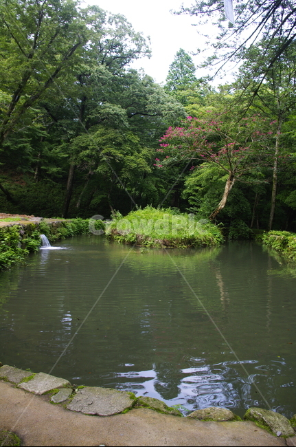 연못,초록,나무,잎,식물,plant,자연,nature,자연,풍경,nature,landscape,water,물,outdoors,옥외