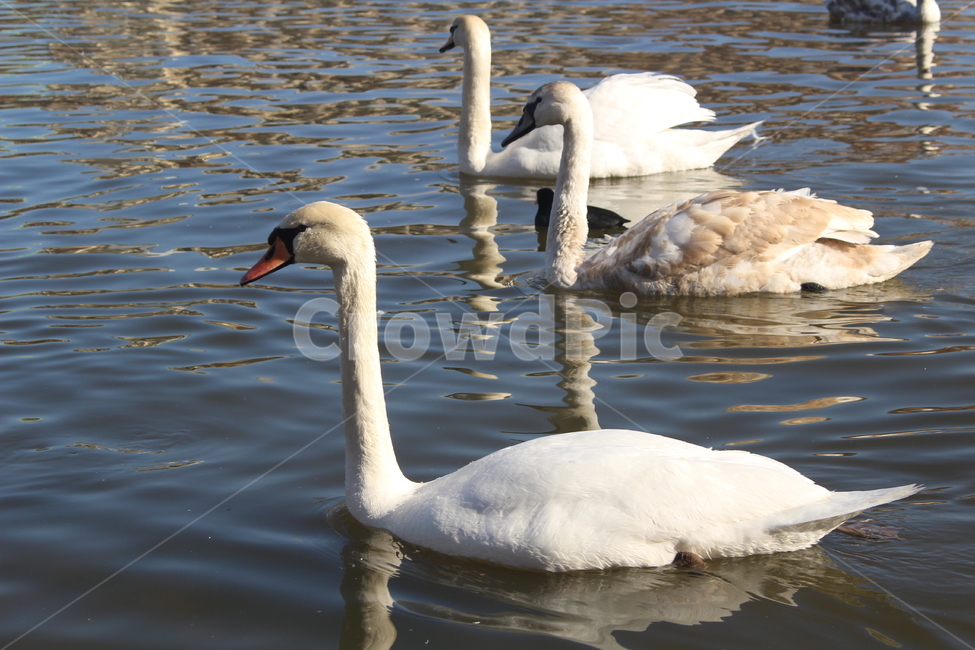 백조,동물,강,swan,흰색,함께,동물,animal,조류,새,birds