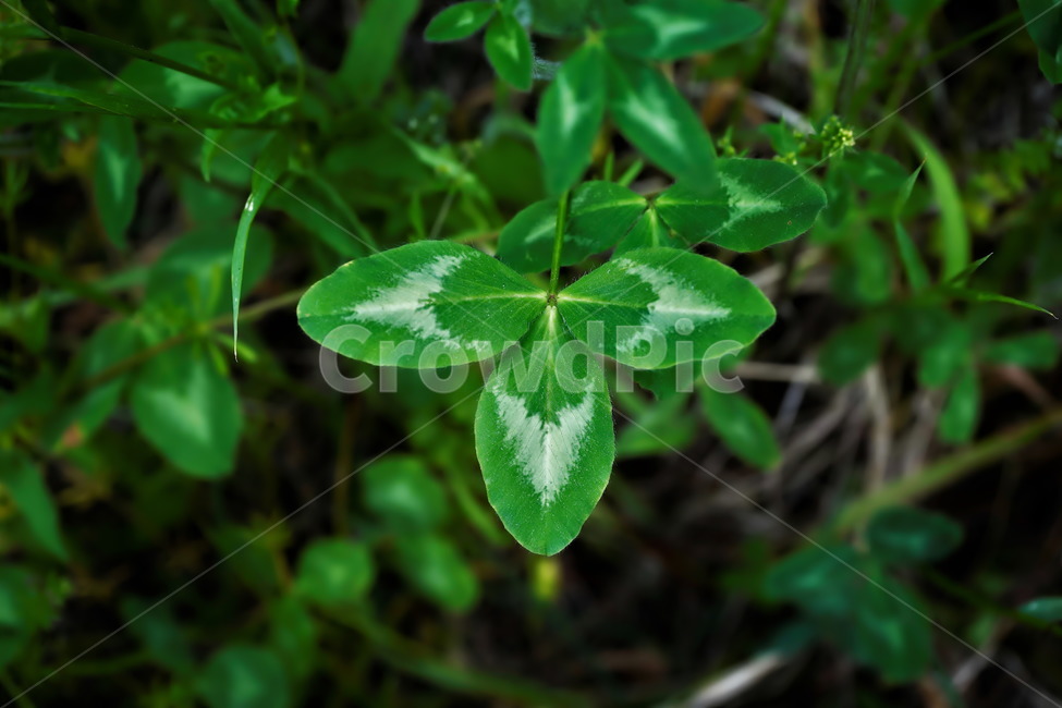 토끼풀,붉은토끼풀,귀화식물,풀,클로버,crimsonclover,grass,green,nature,plant,redclover,trifolium