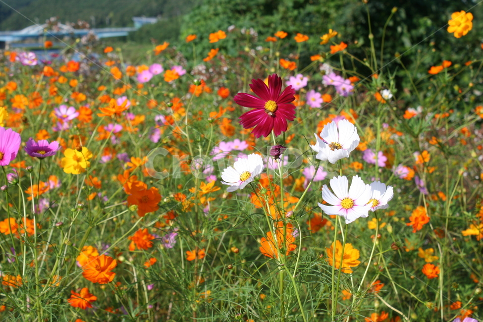 코스모스,황코스모스,가을꽃,nature,식물,꽃,가을,계절,fall,autumn,season,식물,자연,plants,nature,꽃,flower,plant,grassland,목초지,field,들,outdoors,옥외