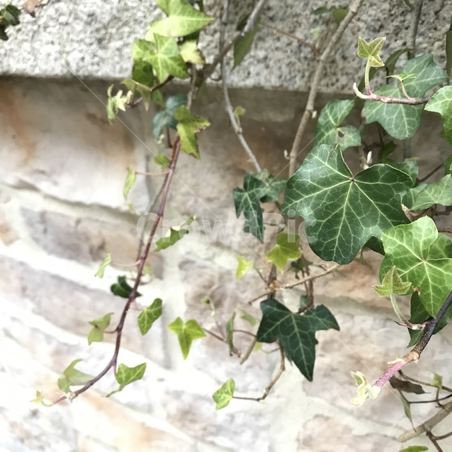 plant,식물,벽돌,벽,넝쿨,brick,나뭇잎,leaf,ivy,인테리어,interior,props,조경,landscaping