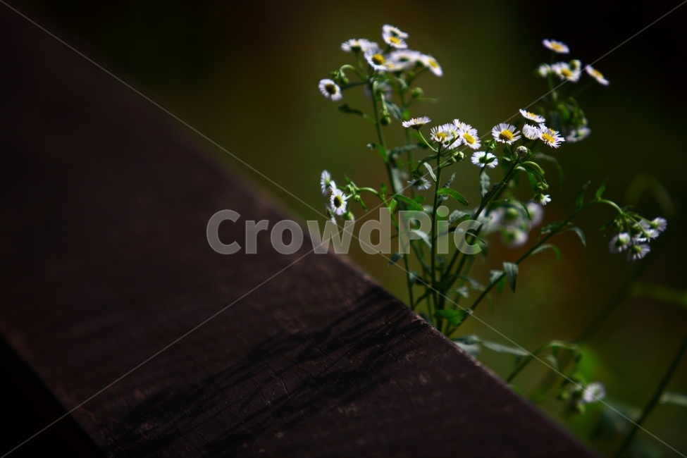 flower,식물,꽃,초록,화단,보케,노랑,공원,휴식,벤치,들꽃,식물,자연,plants,nature,꽃,flower