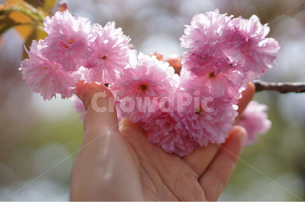 왕벚꽃,겹벚꽃,봄,풍경,핑크,나무,봄,계절,spring,season,식물,자연,plants,nature,꽃,flower,plant