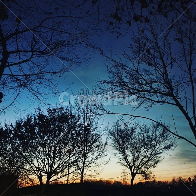 노을,나무,야경,tree,자연