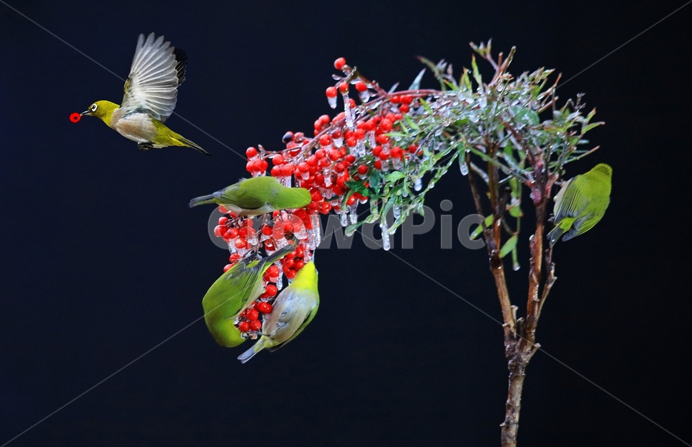 동박새,화조도,조류,날개짓,bird,새,animal,동물,여래,얼음,겨울,빙,식물,자연,plants,nature,꽃,flower,동물,animal,조류,새,birds