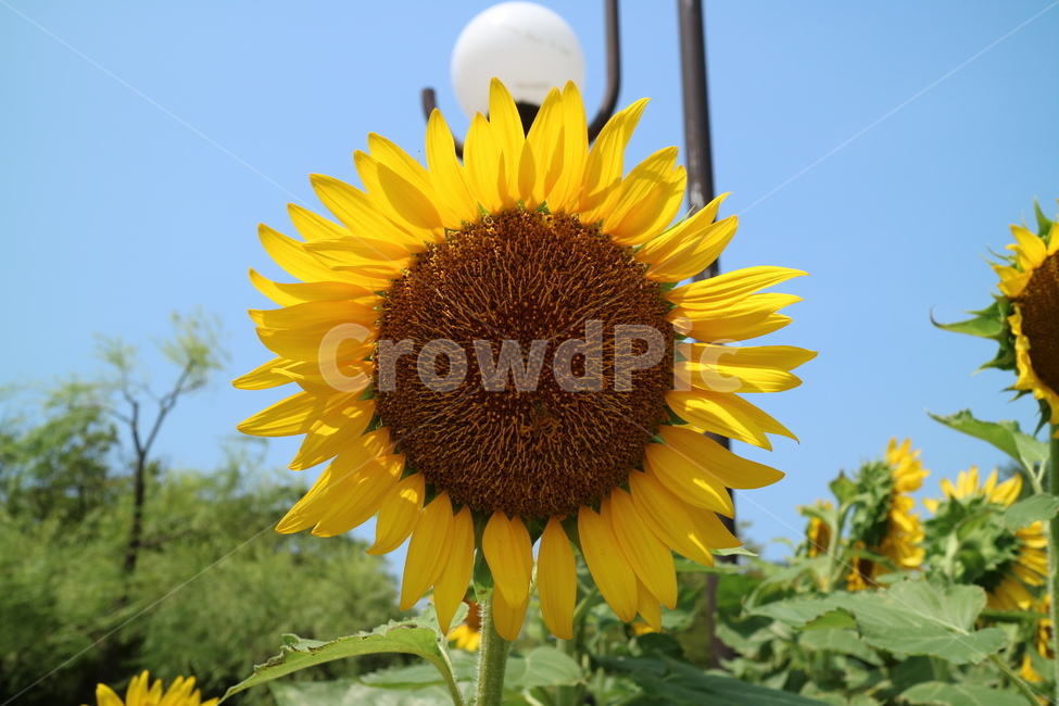 규슈,여행,해바라기,여름,꽃,여름,계절,summer,season,식물,자연,plants,nature,꽃,flower,plant,blossom