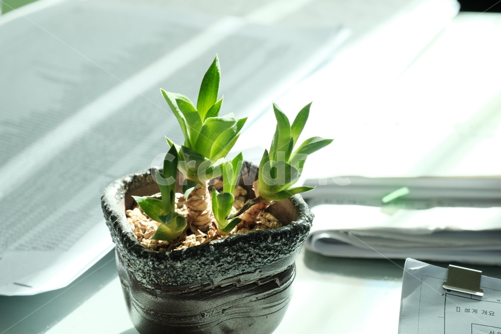 다육이,화분,사무실,식물,다육식물,식물,자연,plants,nature,실내용화초,화분,화초,house plant