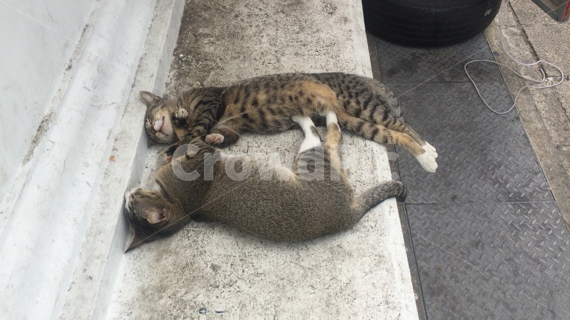 동물,고양이,낮잠,길냥이,계단