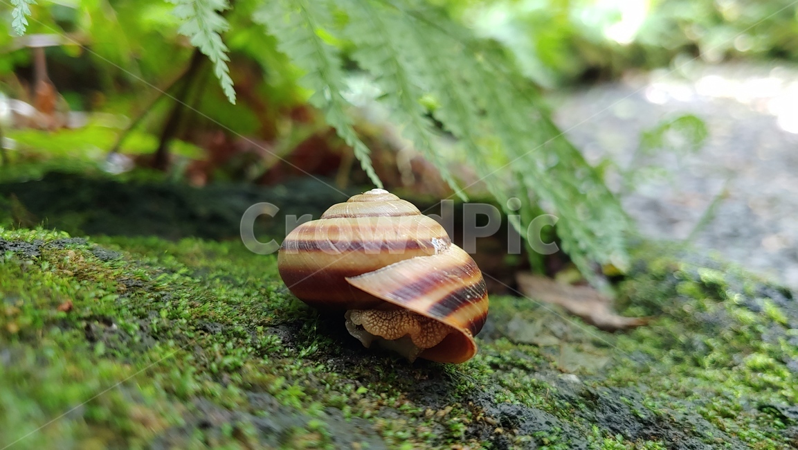 달팽이,연체동물,snail,greatsnail,caracol,자연,nature,forest,숲생태,동물,animal