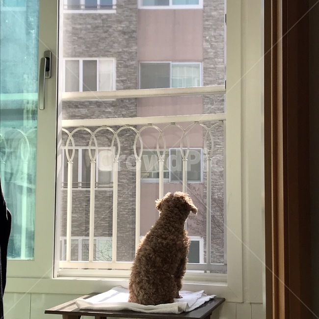강아지,뒷모습,개,애완견,외로움,lonely,dog,pet