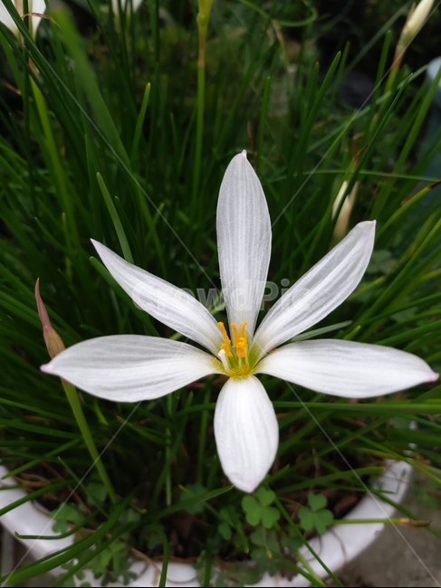 식물,flower,샤프란,saffron,꽃