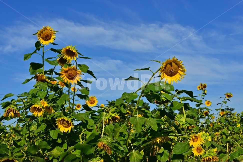 해바라기꽃,plant,식물,flower,blossom,꽃,outdoors,옥외,nature,자연,하늘,구름,파란하늘