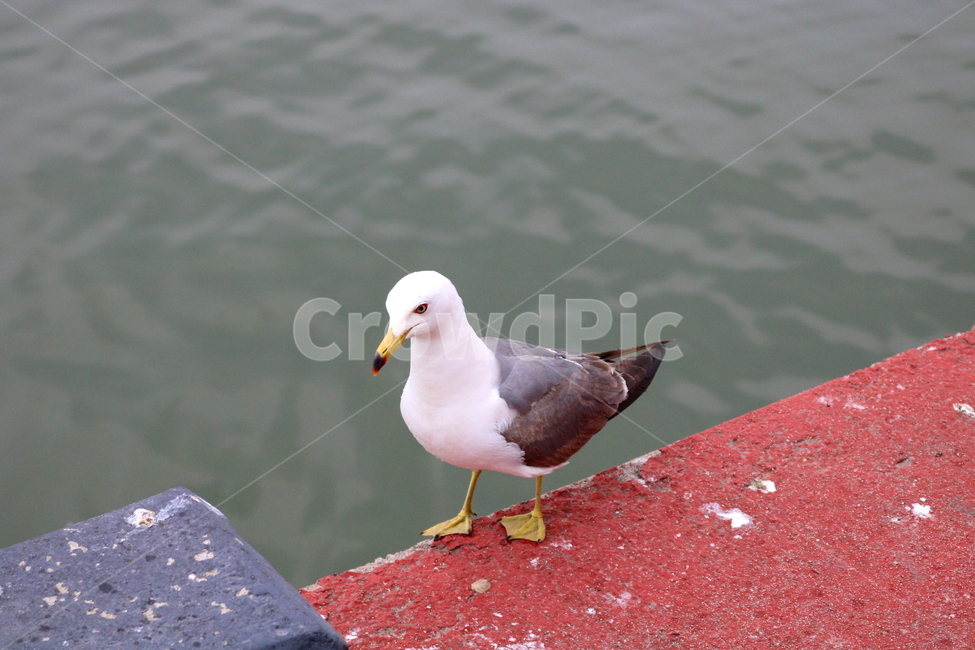 갈매기,새,조류,한강,동물,동물,animal,조류,새,birds