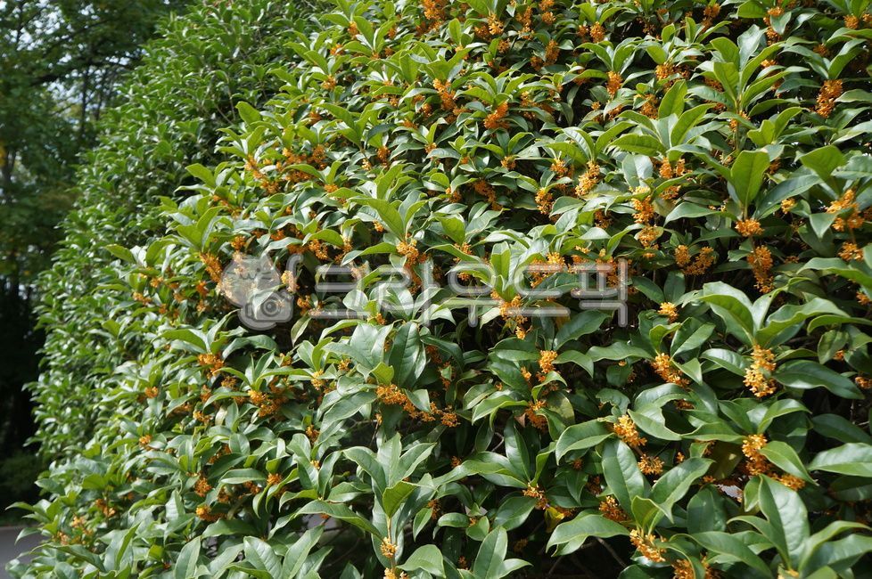 오스만투스,금목서,목서,나무,꽃,만리향,천리향,잎,식물,leaf,plant
