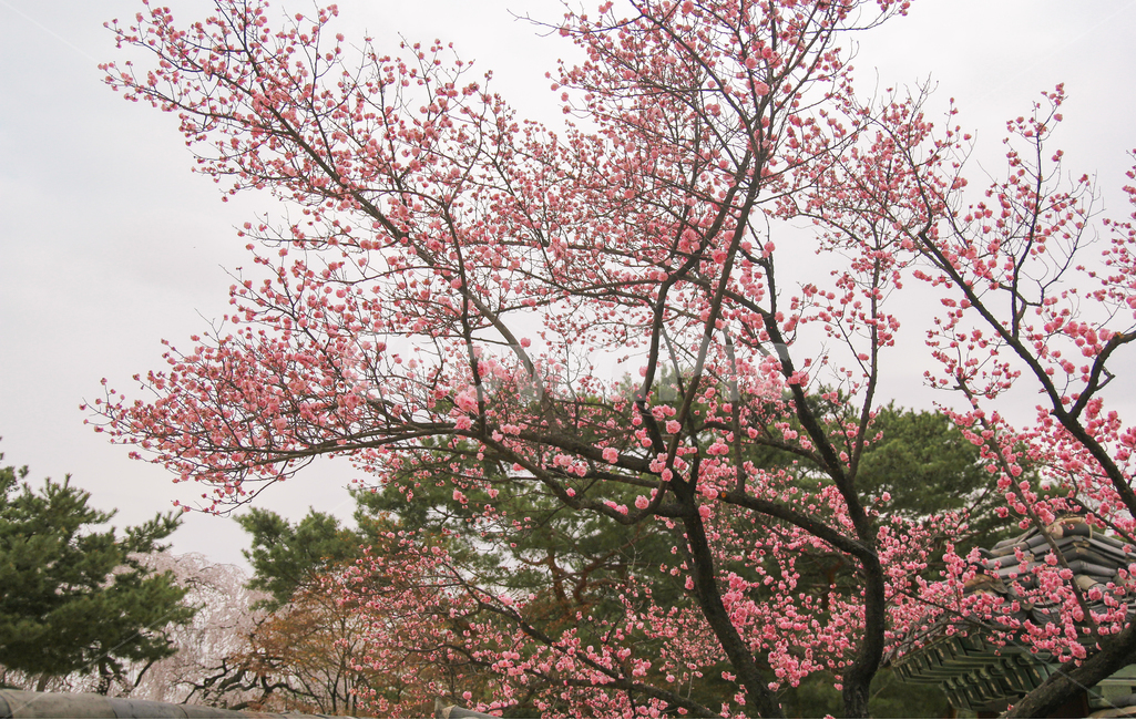 봄,홍매화,매화나무,매화꽃,매화,꽃,풍경,자연,감성사진,봄,계절,spring,season,식물,자연,plants,nature,나무,trees,wood,plant,blossom,flower