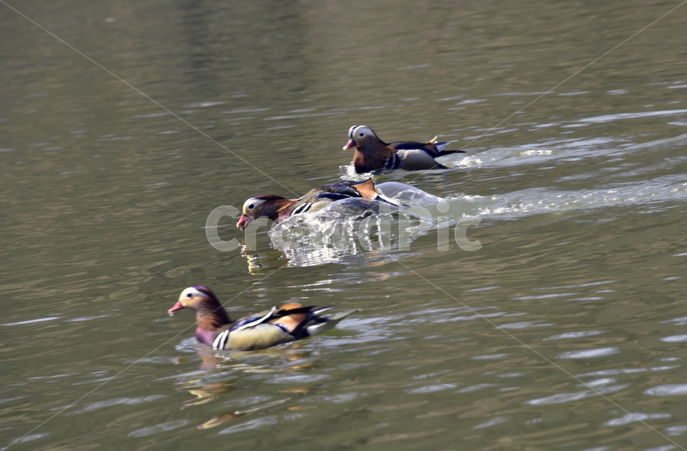 원앙,mandarinduck,조류,오리과,천연기념물,철새,텃새,동물,animal,조류,새,birds