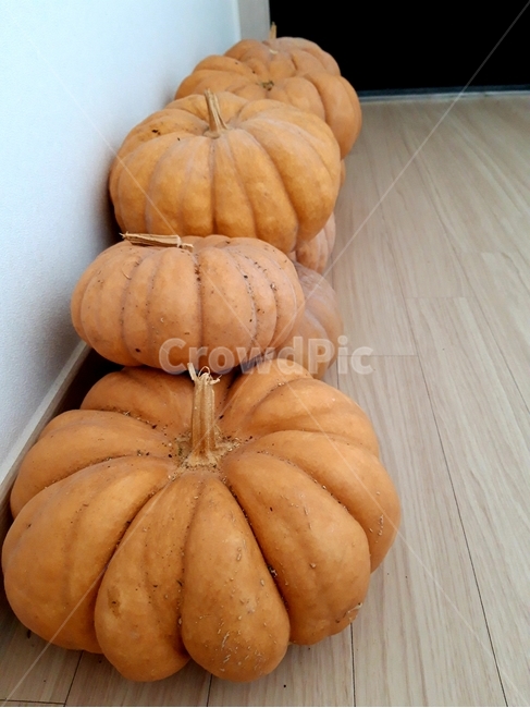 호박,늙은호박,수확,식재료,채소,음식,식품,야채,pumpkin,food,cook,meal,음식,식재료,요리,food,cook,meal,dishes,food reserves,채소,야채,vegetables
