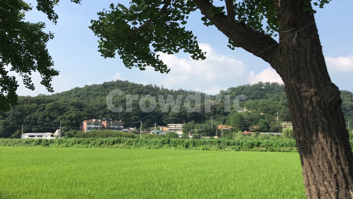 nature,자연,여름,outdoors,옥외,tree,논밭,산,시골,시골길,scenery
