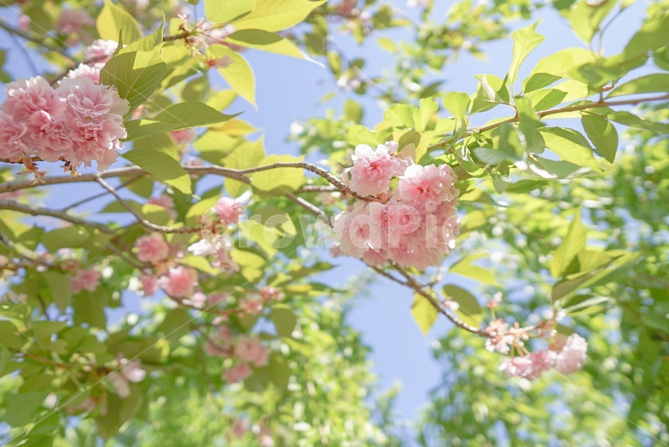 꽃,여름,화사,감성,예쁨,봄,계절,spring,season,식물,자연,plants,nature,꽃,flower,plant